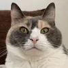 nyanmimituber