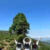 thutranthuthu