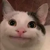 dongattto