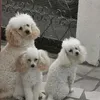 jasamkraljica4