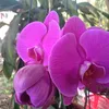 namphan57642