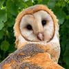 numberoneowl
