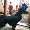 ayamcemanihut