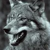 wolf.seca