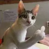 gelototss