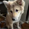 おじいちゃんとびびり犬チャーリー