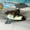 home_of_bailey_nala