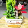 Cây Cảnh 4 Mùa