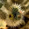 cactus06061