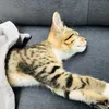bodiepartycat