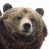 garebear8q3