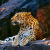 moroz_dm