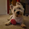 super_ted_the_westie