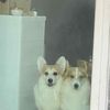 corgis498