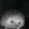 hedgehog_sneeze12