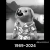 bunnygaming_lol