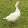 carolina_goose
