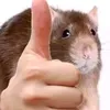 xexe_official_yes