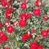 arwes.rebaz