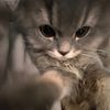 tasneemoo_1