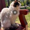 aqkucing