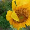 marigold540