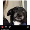 amordepetsdogs