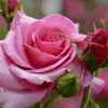 mohba_90