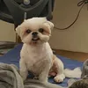 anellives_j