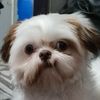 kimpoy.t