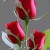 aliamir_nawaz