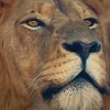 leon_avm