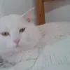 oraziascollo