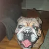 bulldog111112