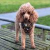 adventuresofpennypoodle