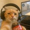 your_meowjesty