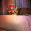 wrencat1213