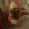 goofy_dawgy13