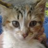 doradilla_