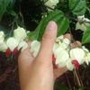 shanisany2