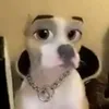 .snowzinho