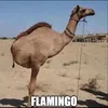 fl5562