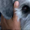 nicola_2159