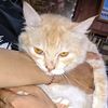 haniffv_