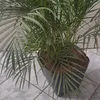 eunicelei