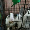 rabbit01052564