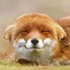 Animal Life