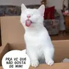amiltongomes7984
