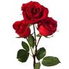 marytere2303