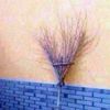 dpleon_ff